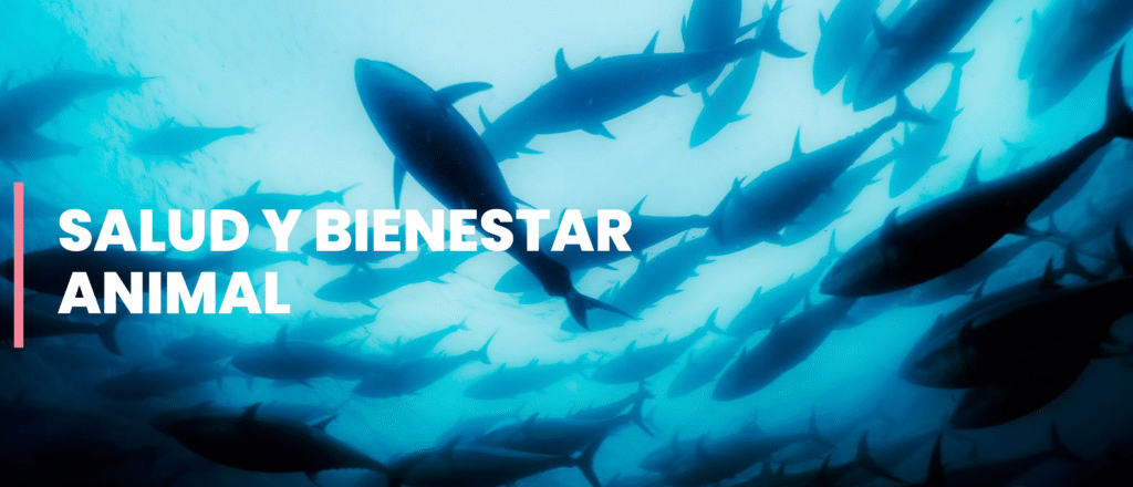 Tuna in Formation: Wellness in Motion